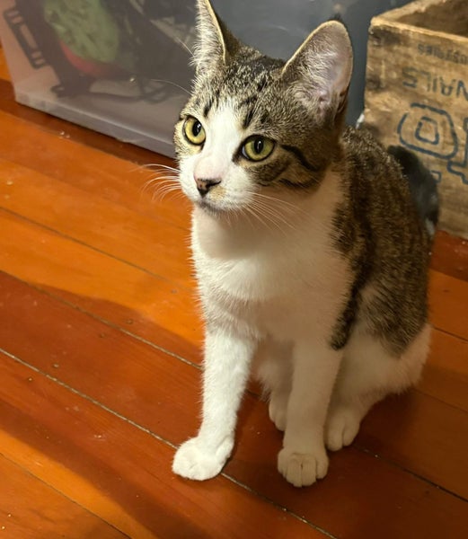 Rescue teen cat Patty (fostered in Avondale) Carousel 1