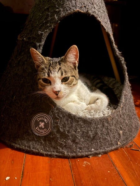 Rescue teen cat Patty (fostered in Avondale) Carousel 2