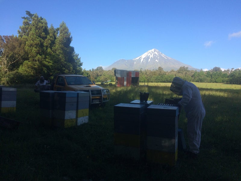 Kintail Honey Te puke Ltd Carousel 1