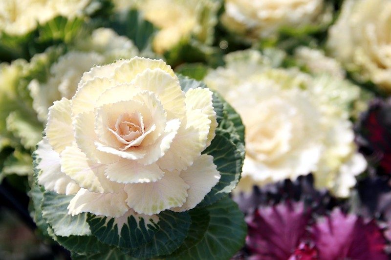 Kale - Cut Flower Crane series "White" ..... Carousel 1
