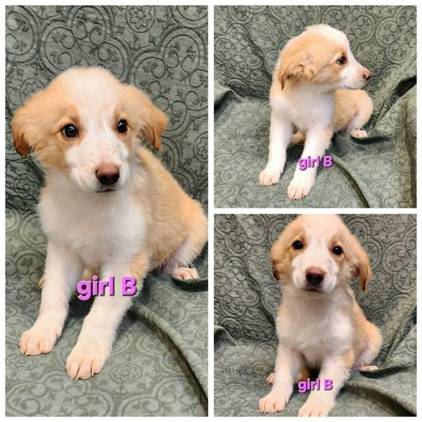 Cute Border Collie Puppies