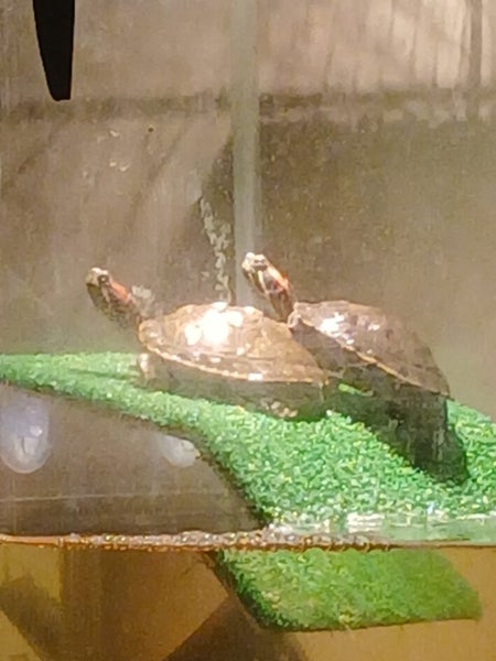2× turtles Harriet and franklin Carousel 3