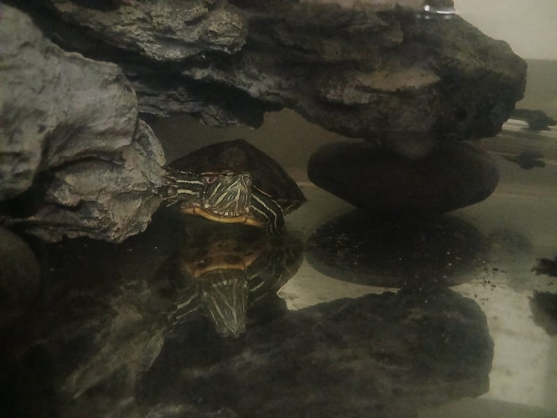 2× turtles Harriet and franklin Carousel 2