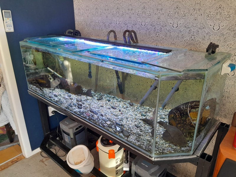 Fish tank system plus fish Carousel 2