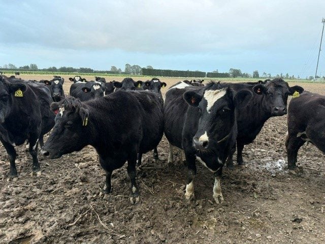 47 x Top quality incalf Carry over cows