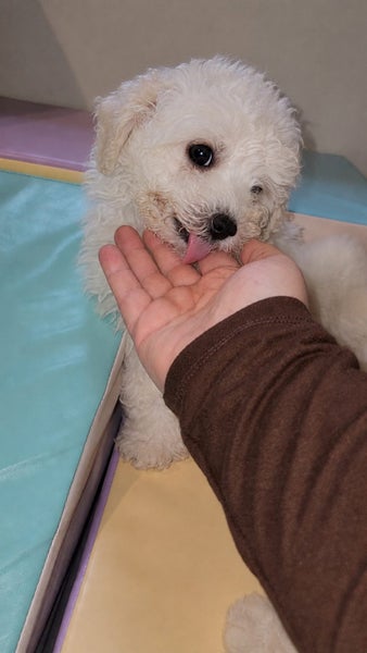 Adorable Toy Poodle x Bichon - 3 Boys Ready Soon