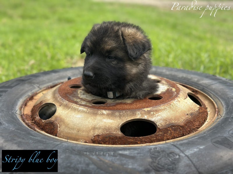 Purebred German Shepherd puppies - 5 B, 2 G Carousel 2
