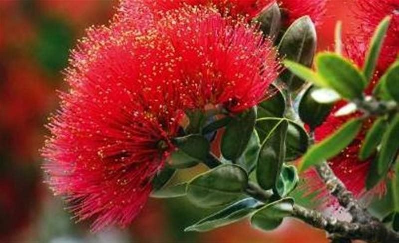 Metrosideros excelsa Vibrance Carousel 2