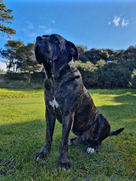 Cane Corso X Puppies Carousel 1