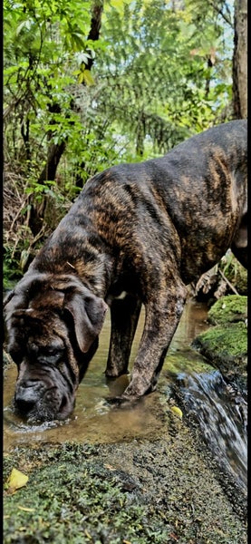 Cane Corso X Puppies Carousel 2