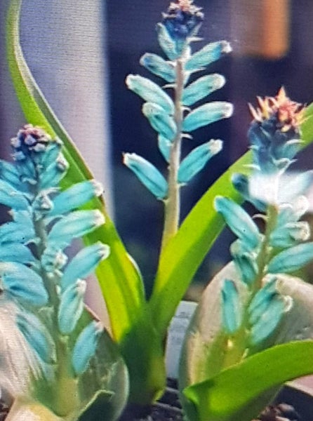 SPECTACULAR LACHENALIA VIRIDIFLORUS BULB IN LEAF.. COMES IN POT.. AFTERPAY/PING Carousel 1