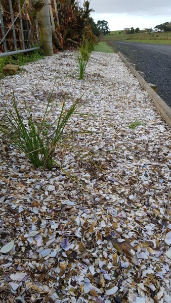 Crushed Mussel Shell Carousel 12