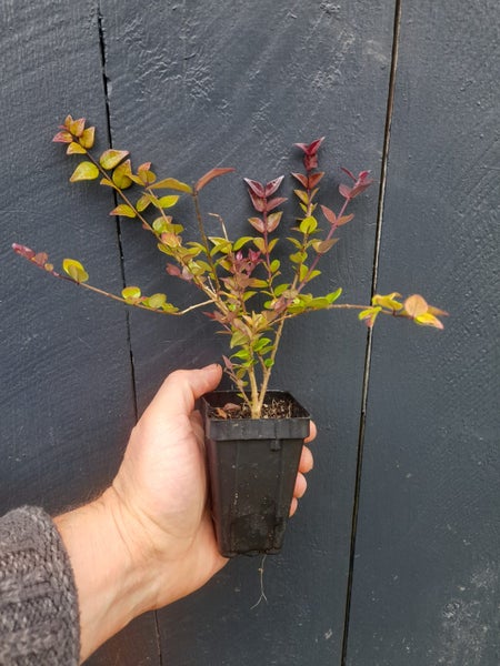 Lonicera Honey Hedge Ruby x 10 Carousel 1