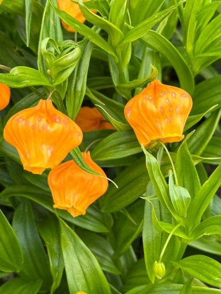 RARE FLOWERING SANDERSONIA TUBERS Carousel 3