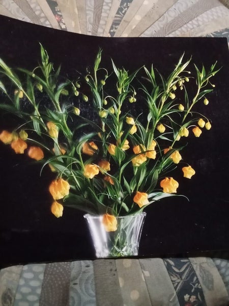 RARE FLOWERING SANDERSONIA TUBERS Carousel 1