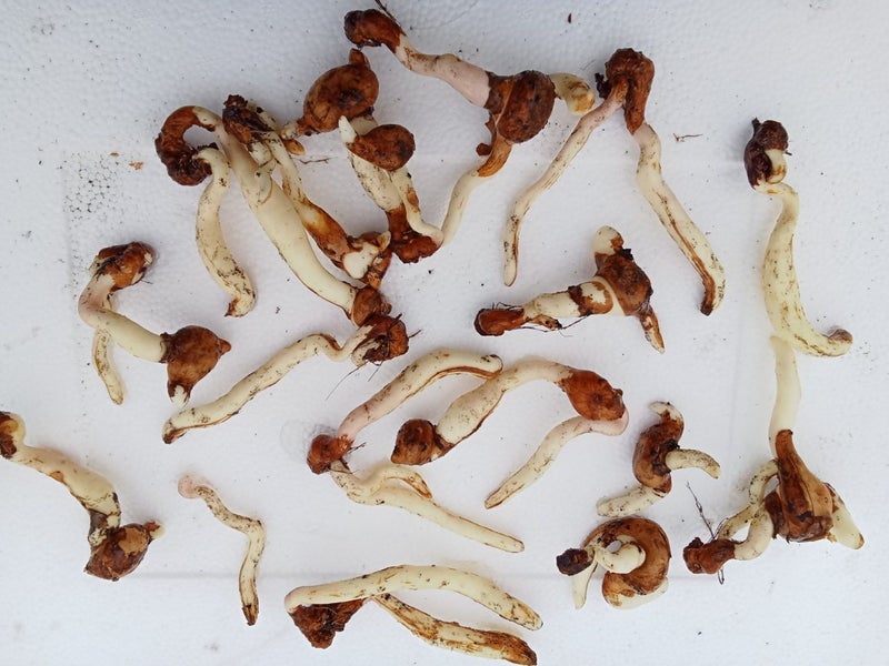 RARE FLOWERING SANDERSONIA TUBERS Carousel 2