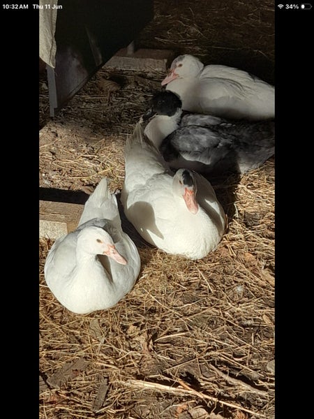 Beautiful alpacas & Muscovy ducks Carousel 8