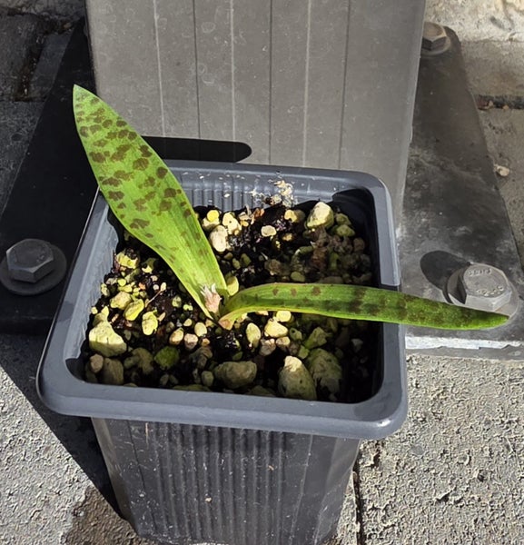 SPECTACULAR LACHENALIA VIRIDIFLORUS BULB IN LEAF.. COMES IN POT.. AFTERPAY/PING Carousel 2