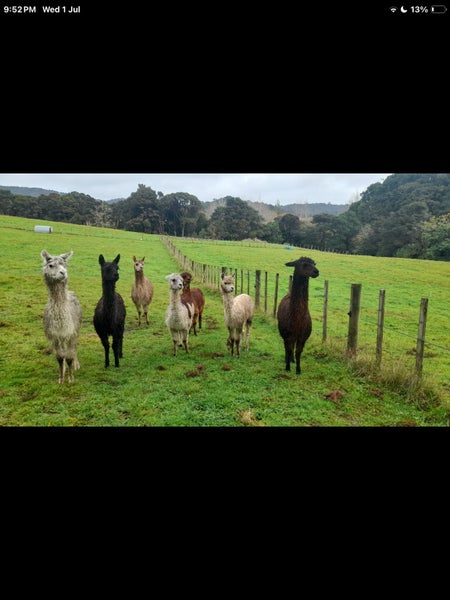 Beautiful alpacas & Muscovy ducks Carousel 1