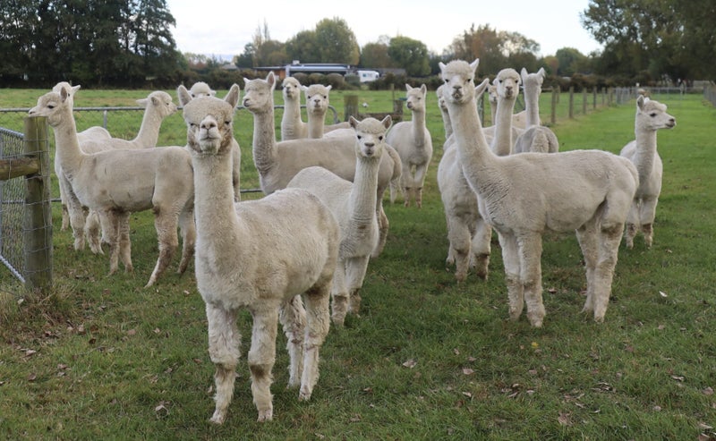 Alpacas for Sale Carousel 1