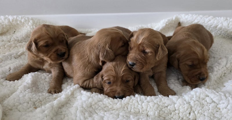 PUREBRED GOLDEN RETRIEVER X IRISH RED SETTER PUPPIES Carousel 2