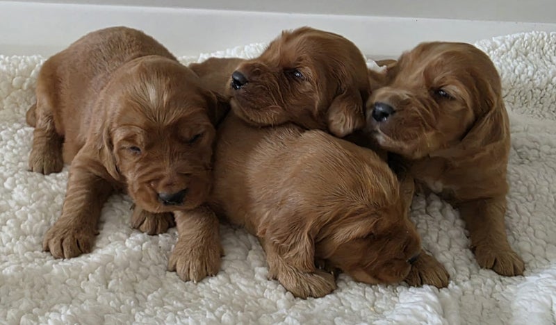PUREBRED GOLDEN RETRIEVER X IRISH RED SETTER PUPPIES Carousel 1