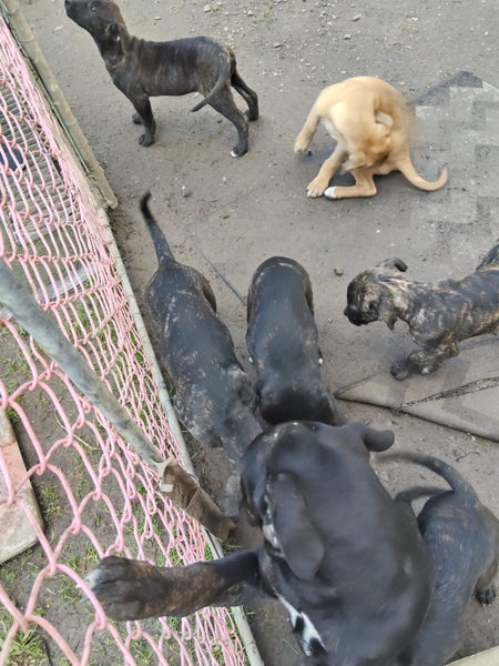 Cane Corso X Puppies Carousel 10