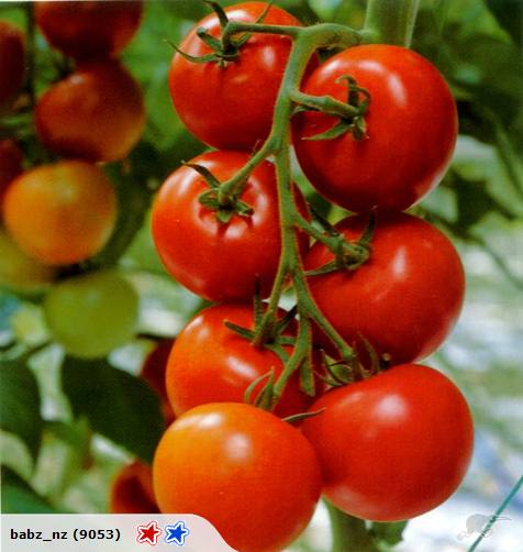 Tomato seeds Heirloom Celebration Carousel 1