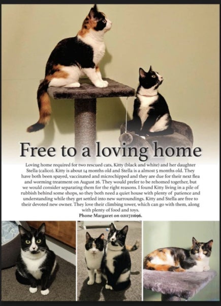 Kitty and Stella - free to a loving home Carousel 1