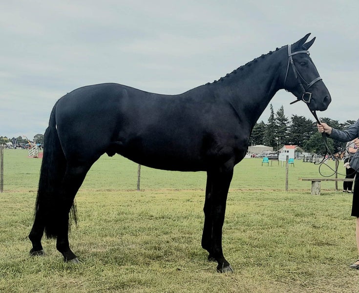 Registered WBxFriesian Sporthorse Carousel 2