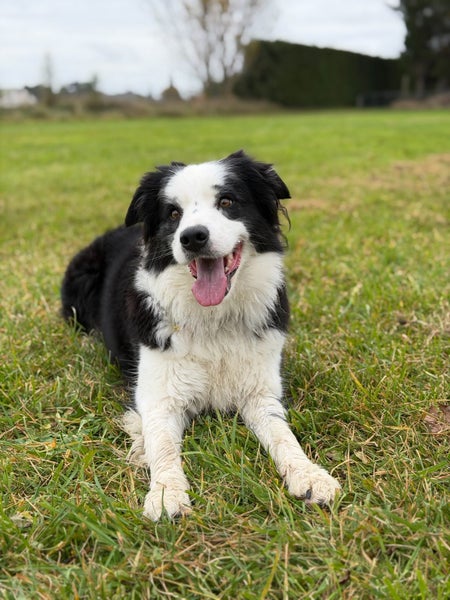Purebred Border Collie Pups Carousel 19