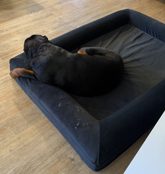 Dog Bed - Barney Carousel 2