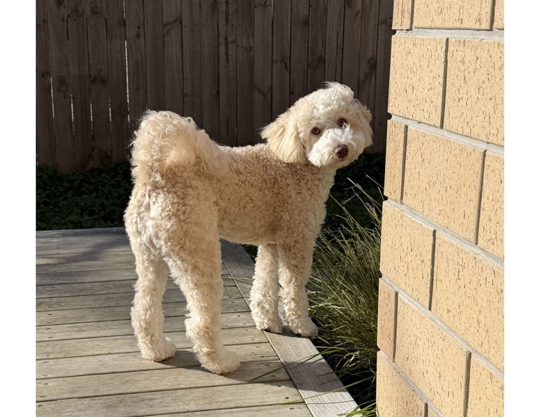 Beautiful Fluffy Cream Poochon Puppy Carousel 2