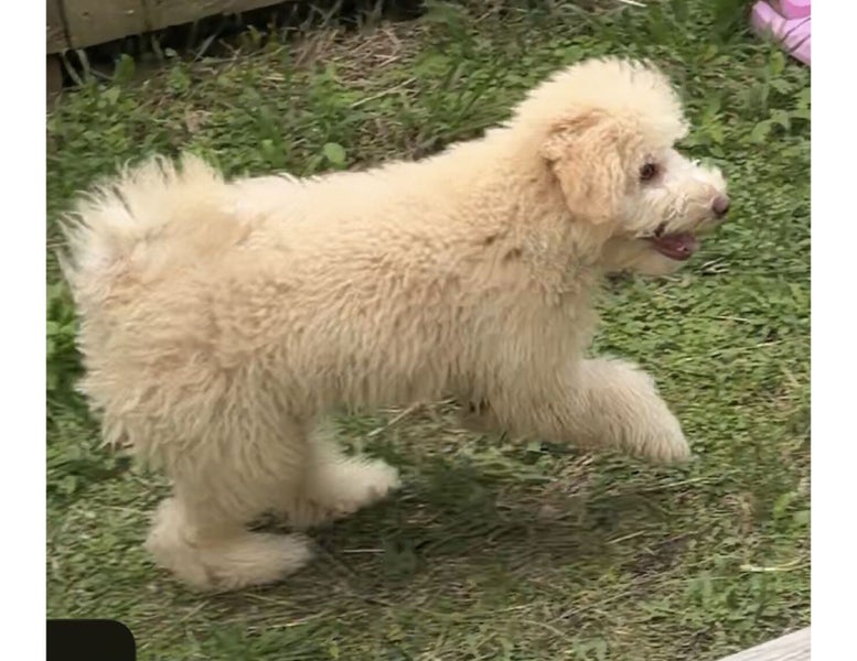 Beautiful Fluffy Cream Poochon Puppy Carousel 1