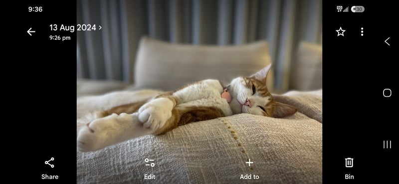 3 Year old cat Carousel 1
