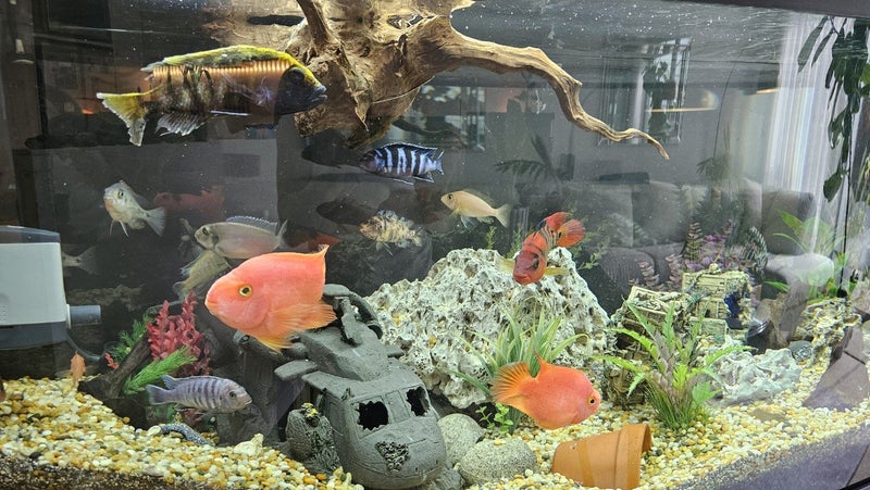 Juwel 450 African Cichlid Aquarium Complete Setup Carousel 5