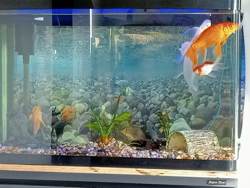 Fish Tank 125L Aqua One Lifestyle & Cabinet Carousel 2
