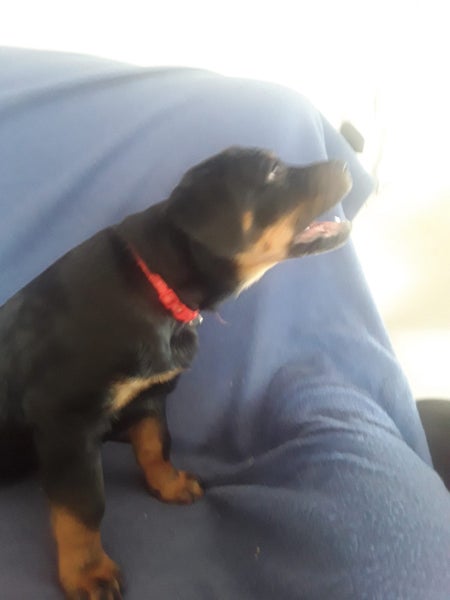 Pedigree German Rottweiler puppies (show line/working line) Carousel 2