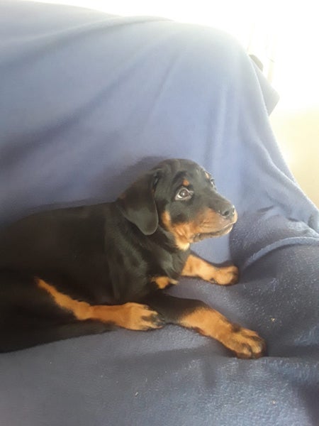 Pedigree German Rottweiler puppies (show line/working line) Carousel 9