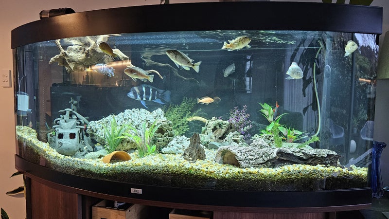 Juwel 450 African Cichlid Aquarium Complete Setup Carousel 2