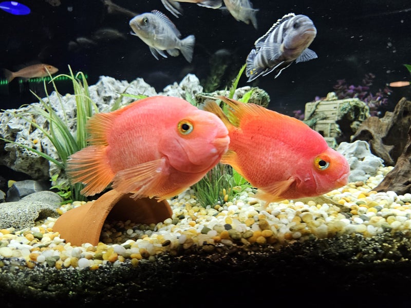 Pair of Mature Blood Parrot Cichlids – Large Established Pair Carousel 1