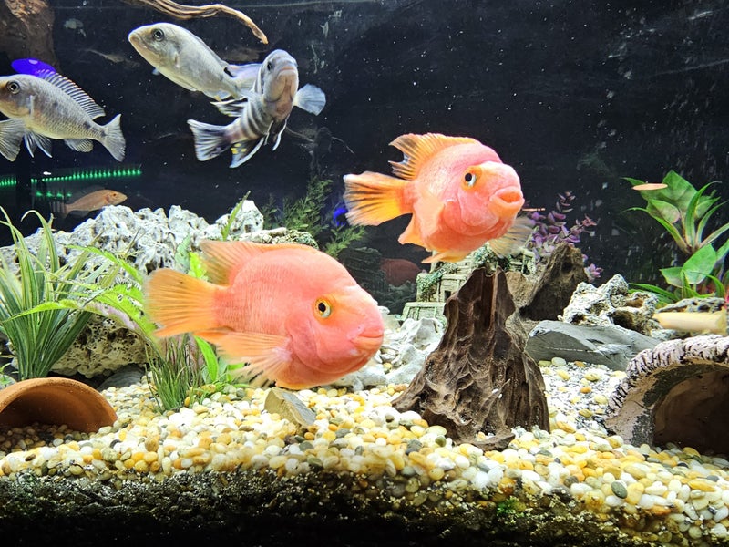 Pair of Mature Blood Parrot Cichlids – Large Established Pair Carousel 2