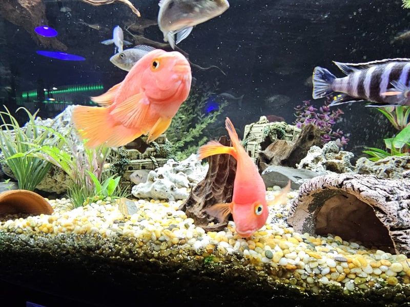 Pair of Mature Blood Parrot Cichlids – Large Established Pair Carousel 3