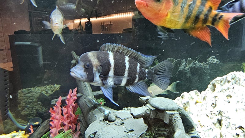 Mature Frontosa Cichlid, Approx. 20 cm Carousel 1