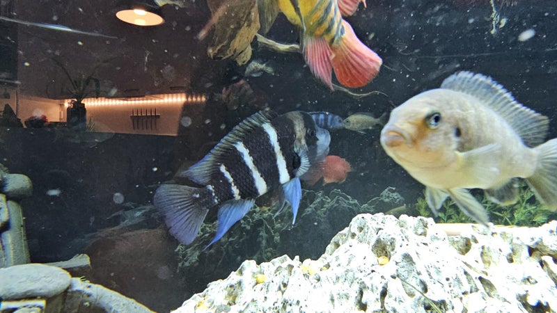 Mature Frontosa Cichlid, Approx. 20 cm Carousel 4