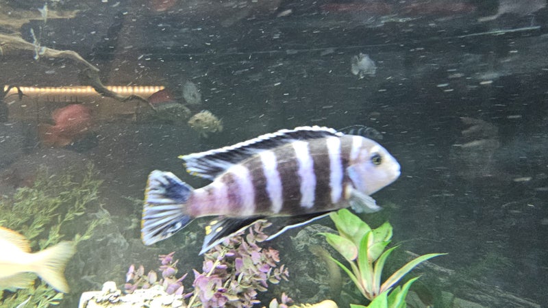 Mature Mbuna Cichlids – Pair – Approx. 12 cm Carousel 2