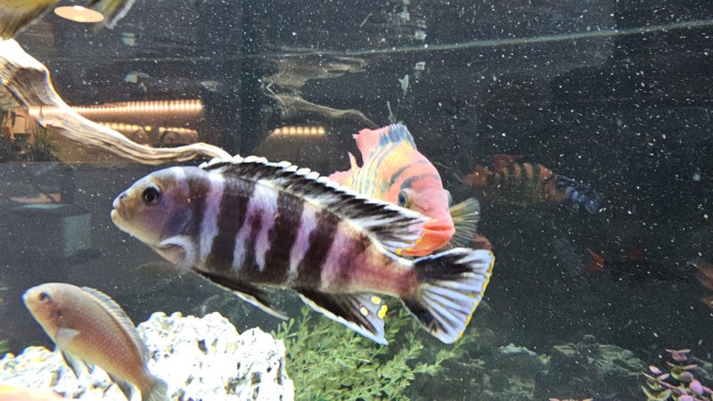 Mature Mbuna Cichlids – Pair – Approx. 12 cm Carousel 4