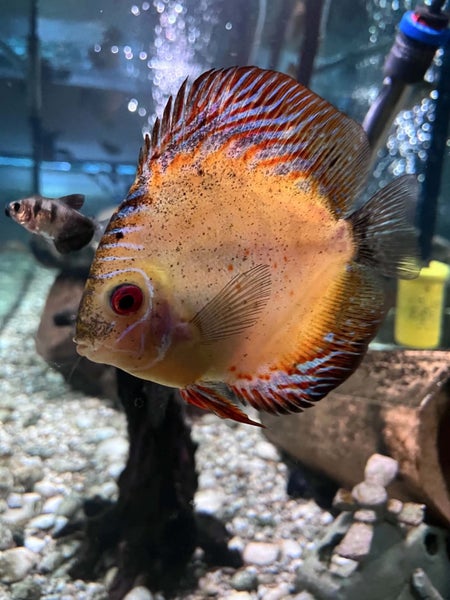 Complete Tank setup 375L (all accessories included) Carousel 6