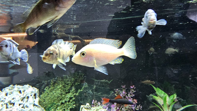 Pair of Developing Hap Cichlids – One Albino – Approx. 7–10 cm Carousel 1