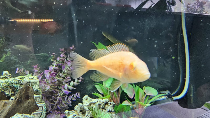 Pair of Developing Hap Cichlids – One Albino – Approx. 7–10 cm Carousel 2